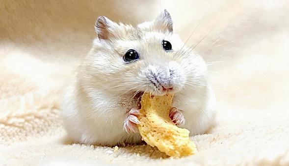 Yellow Djungarian 2 at snack time, JPG
