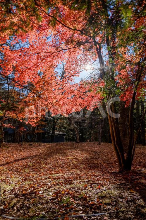 逆光で鮮やかに赤く染まる紅葉 紅葉,もみじ,秋の写真素材