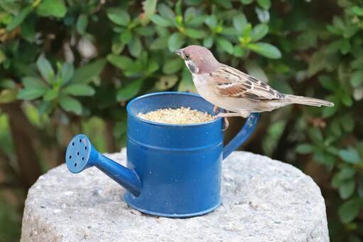 すずめ給餌 野鳥,ことり,スズメの写真素材