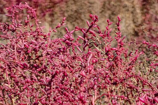 シチメンソウ　クローズアップ 紅葉,海岸,シチメンソウの写真素材