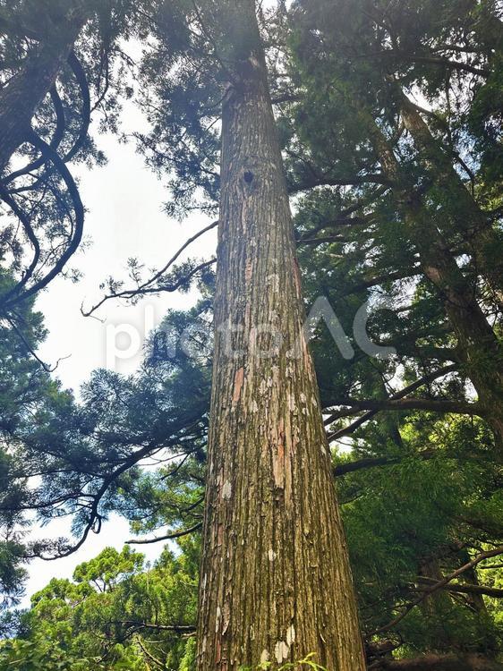 熊野三山　玉置神社 十津川村,玉置山,世界遺産の写真素材