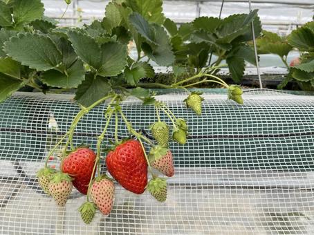 Strawberry picking, JPG Strawberry picking, JPG