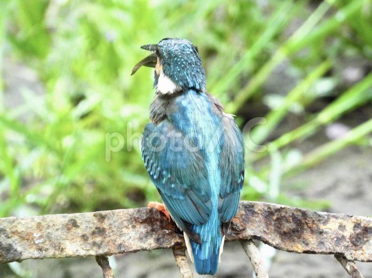 魚を呑み込んでいるカワセミ 鳥,野鳥,カワセミの写真素材