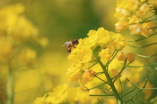 菜の花とミツバチ 菜の花とミツバチ 菜の花,花,花びらの写真素材