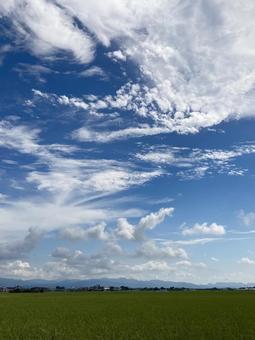 高積雲・巻雲と空と田んぼ(縦) 高積雲・巻雲と空と田んぼ(縦)の写真