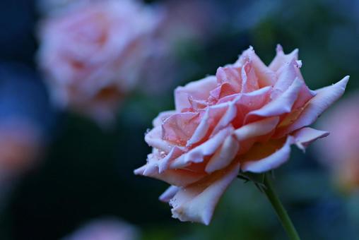 水滴とピンクの薔薇の接写 水滴とピンクの薔薇の接写の写真