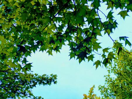 グリーンが映えるもみじ グリーンが映えるもみじ 紅葉,グリーン,晴れの写真素材