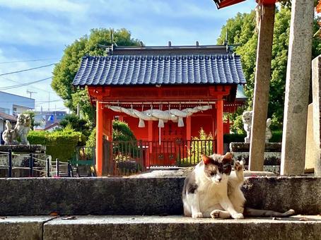 神社の石段で毛づくろいする猫 神社の石段で毛づくろいする猫 猫,神社,毛づくろいの写真素材