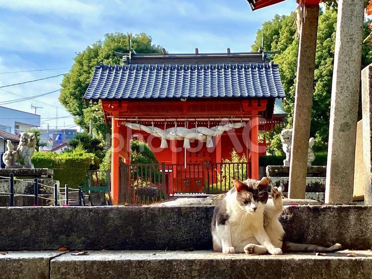 神社の石段で毛づくろいする猫 猫,神社,毛づくろいの写真素材
