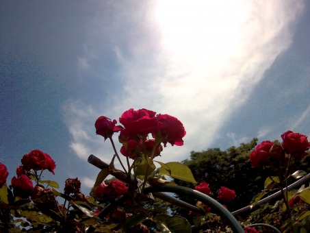 雲と赤いバラ 雲と赤いバラの写真