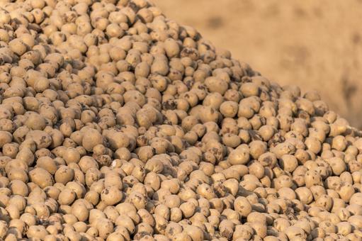 収穫されたじゃがいもの山 じゃがいも,馬鈴薯,ポテトの写真素材