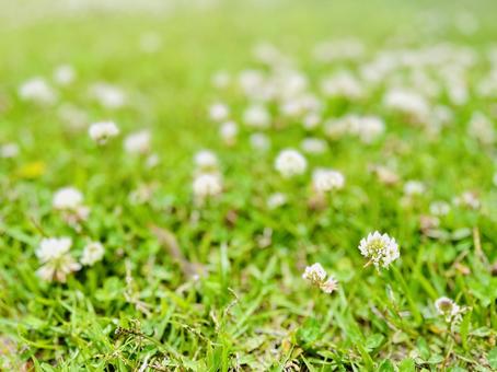Photo, white grass, white clover, clover, 