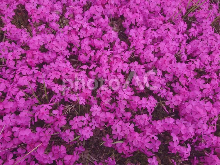 おしゃれな背景素材・花のテクスチャ 花,シバザクラ,ピンクの写真素材