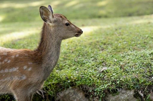 奈良公園の鹿6 奈良公園の鹿6の写真