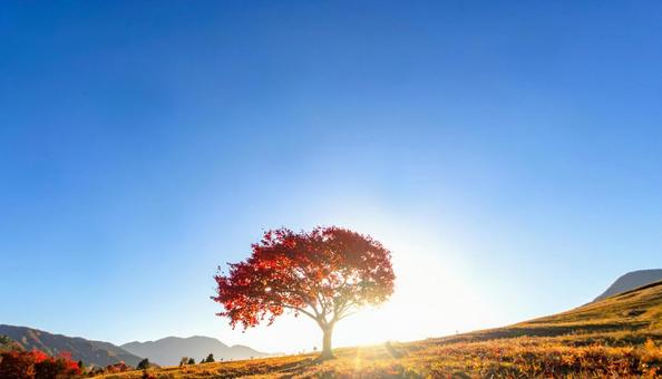 秋の紅葉の景色3 秋の紅葉の景色3の写真