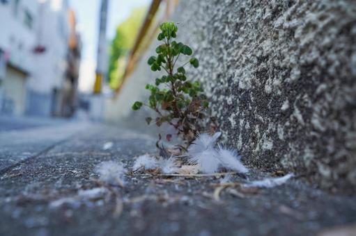 地面に集まった羽 地面に集まった羽の写真