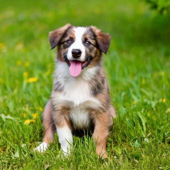 笑う子犬 笑う子犬の写真