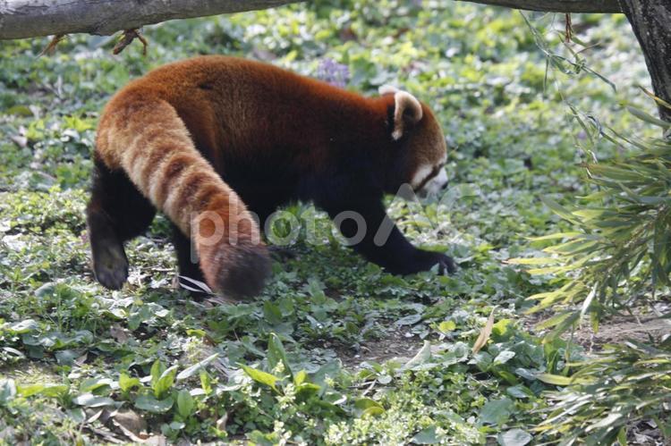 何かを発見楽しげなレッサーパンダ レッサーパンダ,動物,アニマルの写真素材