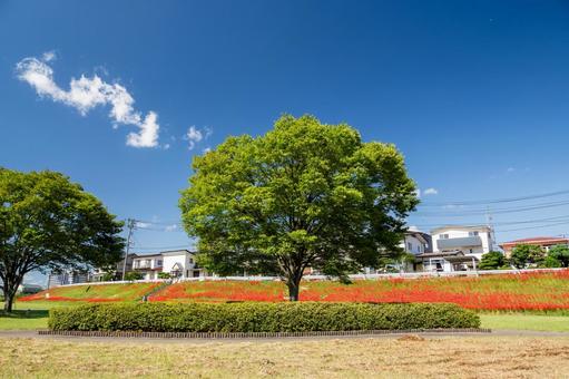 河原の公園⑻ 公園,河原,ヒガンバナの写真素材