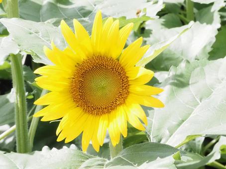 満開のひまわり 夏 花 満開のひまわり 夏 花の写真