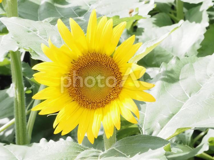 満開のひまわり　夏　花 ひまわり,満開,花の写真素材