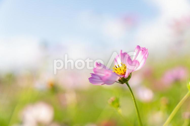 秋晴れの青空を背景に咲くコスモス コスモス,秋,花の写真素材