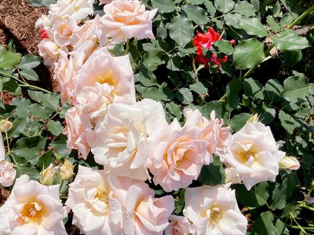 バラ バラ バラ,ローズ,花びらの写真素材