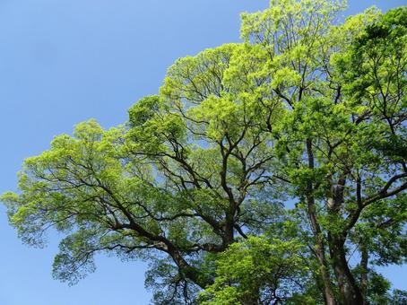 新緑 新緑 新緑,眩しい,緑の写真素材