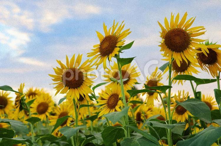 夕暮れひまわり ひまわり,ヒマワリ,自然の写真素材