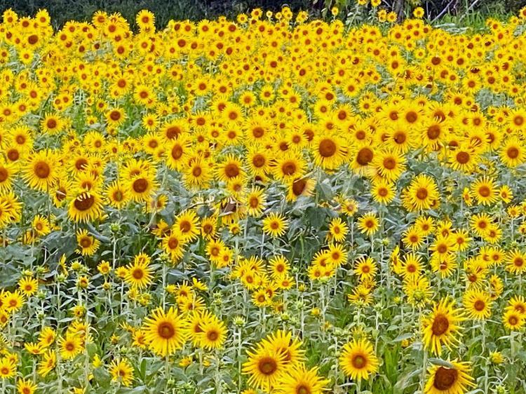 ひまわり畑 ひまわり,夏の花,花の写真素材