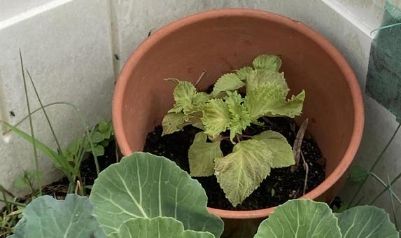 鉢植えのシソ 鉢植えのシソ シソ,鉢,土の写真素材