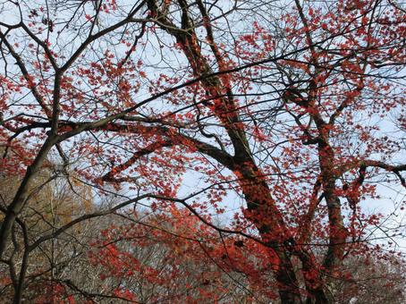 鹿又川渓谷の紅葉 鹿又川渓谷の紅葉の写真