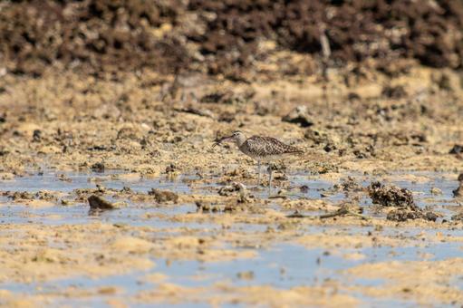 Photo, cuttlefish, siki, travelers, 