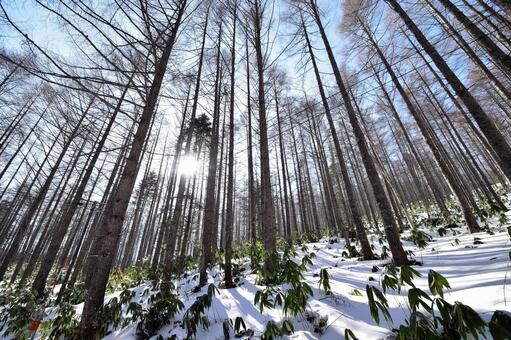 冬の青空に映える雪の森と高い木々﻿ 雪,冬,森の写真素材