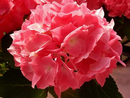 【花の写真】紫陽花の花 【花の写真】紫陽花の花 紫陽花,アジサイ,あじさいの写真素材