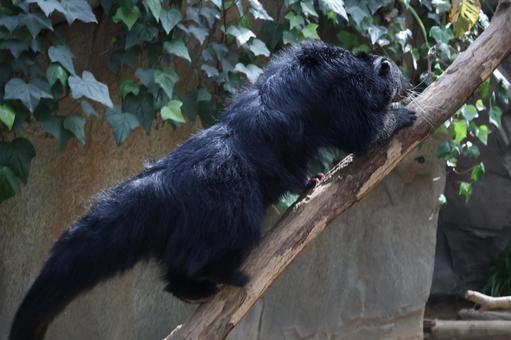 Photo, wood, climb, bintrong, 