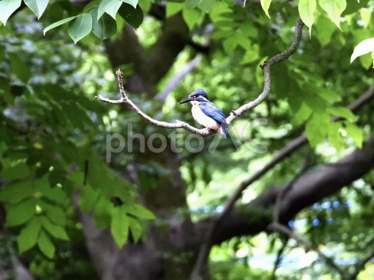 枝につかまるカワセミ 鳥,野鳥,カワセミの写真素材