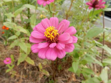 【花の写真】 ヒャクニチソウ（百日草）の写真