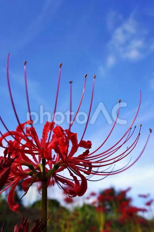 ＜秋のイメージ＞彼岸花 彼岸花,曼珠沙華,花の写真素材