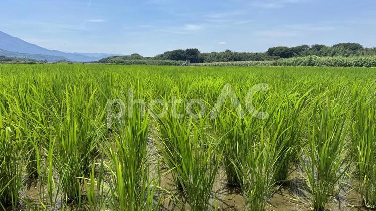 田んぼ５ 田んぼ,田植え,米の写真素材