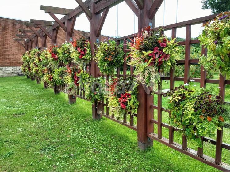 秋の寄せ植え　ハンギング 植物,花,秋の写真素材