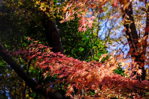 紅葉 紅葉,背景,素材の写真素材