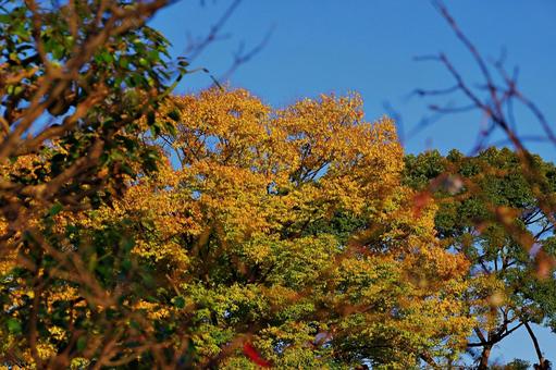ケヤキの黄葉 ケヤキ,欅,黄葉の写真素材