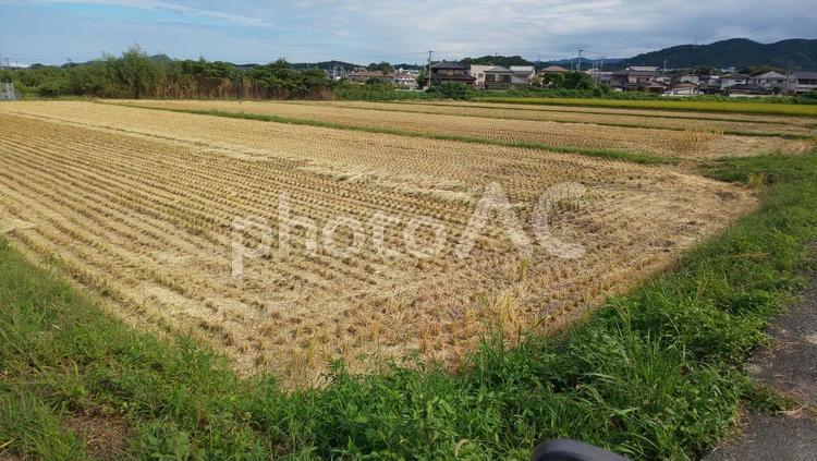稲刈り後の田んぼ 田んぼ,農地,稲刈り後の写真素材