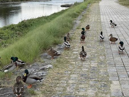 鴨川のカモ③ 鴨川,鴨,カモの写真素材