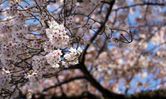 東京都内で見られる桜の花 東京都内で見られる桜の花の写真