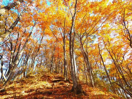 Autumn leaves (Kandayama), JPG