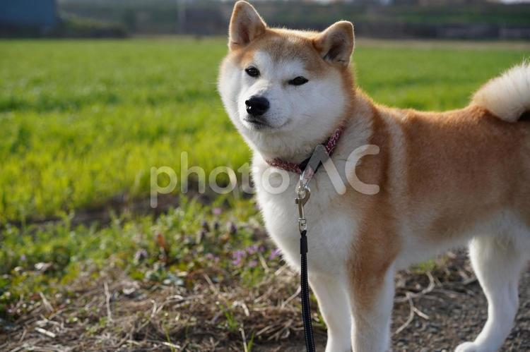 畦道でのんびり歩くゆず 柴犬,犬,日本犬の写真素材