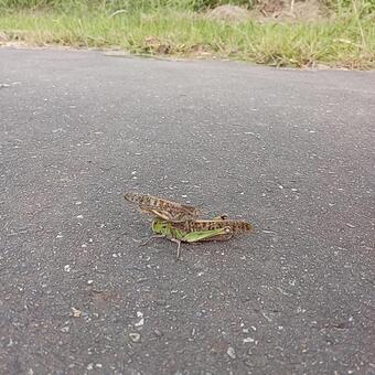 バッタ バッタ,トノサマバッタ,イナゴの写真素材