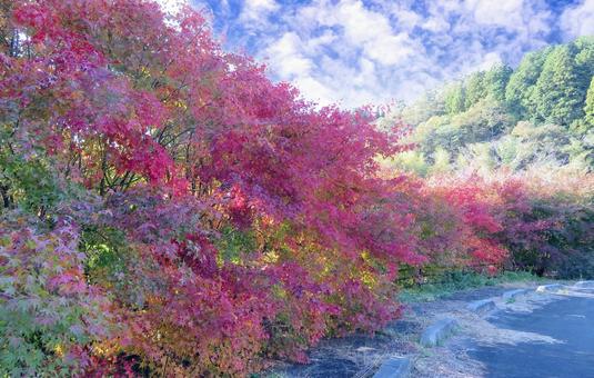 カラフルで鮮やかなもみじの紅葉 紅葉,もみじ,並木の写真素材